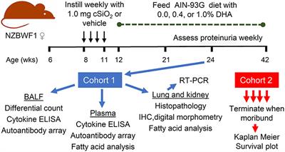 Omega-3 Polyunsaturated Fatty Acid Intervention Against Established Autoimmunity in a Murine Model of Toxicant-Triggered Lupus